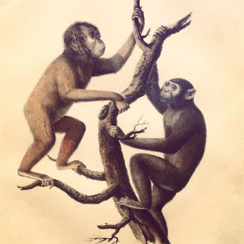 An illustration of two monkeys, one brown on the left and one darker colored on the right, ascending a bare tree branch against a beige background.