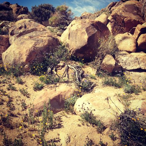 A photograph of plant and shrubs amidst rocks in the desert.