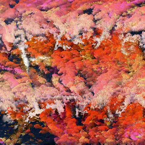 The image is an abstract artwork featuring a dense, vibrant mix of colors resembling a forest or garden. Predominantly, the colors range from deep reds to soft pinks, with hints of white and orange, creating a rich, textured appearance.