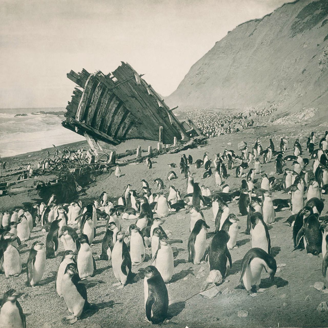 The image is of a group of penguines congregated on a beach, with the hollowed-out wooden wreakage of a ship's hull in the background.